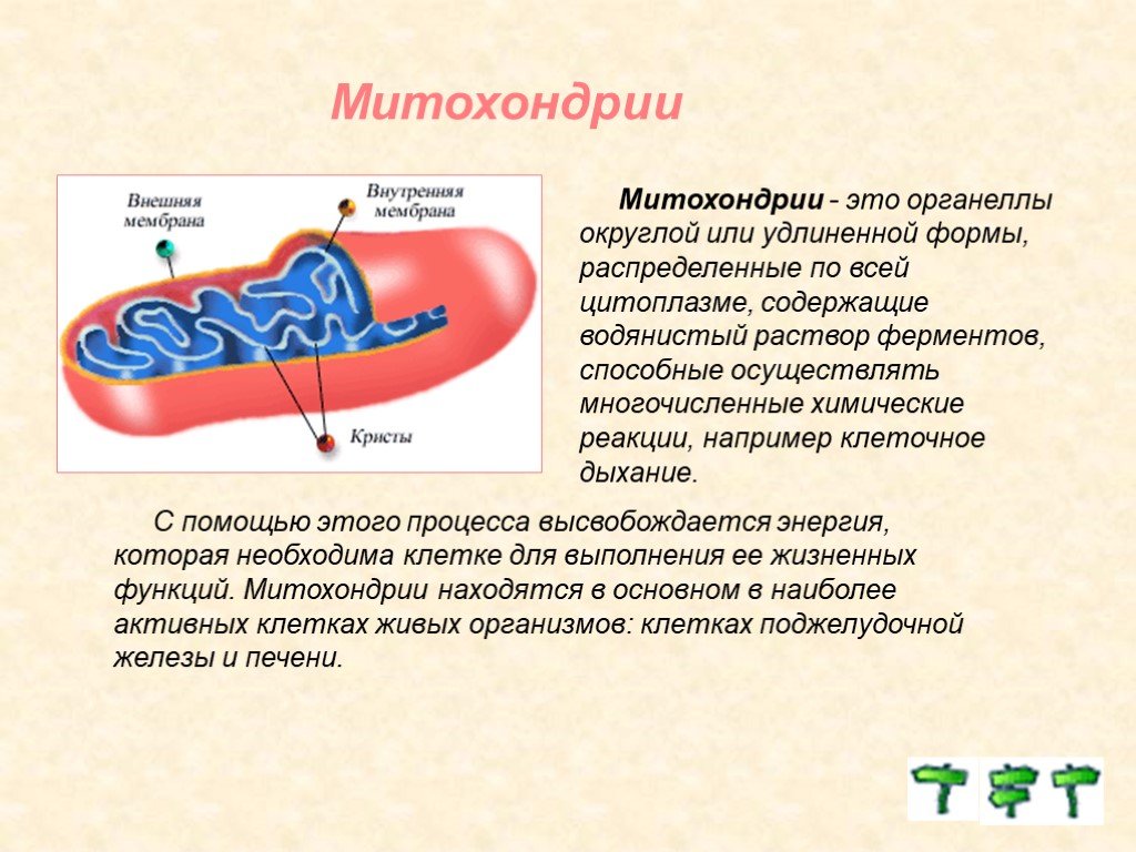 Митохондрия процесс клеточное дыхание. Митохондрия. Митохондрии строение и функции. Митохондрии это кратко.
