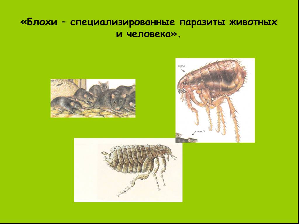 Паразитические насекомые животных. Паразиты человека и животных. Насекомые паразиты человека. Паразитические насекомые примеры.