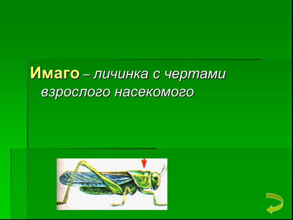 Имаго это у насекомых. Стадии развития насекомых Имаго. Стадия Имаго у насекомых это. Имаго это в биологии.