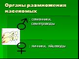 Органы размножения насекомых. ♂. : семенники, семяпроводы : яичники, яйцеводы. ♀