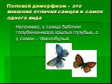 Половой диморфизм – это внешние отличия самцов и самок одного вида. Например, у самца бабочки голубянки-икара крылья голубые, а у самки – тёмно-бурые