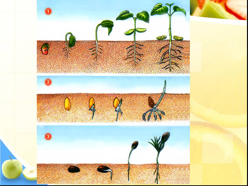 Признаки описывающие рост растения. Порядок фаз прорастания семян. Прорастание семян пшеницы 6 класс биология. Надземное прорастание семян. Подземное прорастание семян гороха.