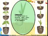 Развитие проростка фасоли. Развитие проростка кукурузы. Прорастание – это переход семян из состояния покоя к росту зародыша и развитию из него проростка.
