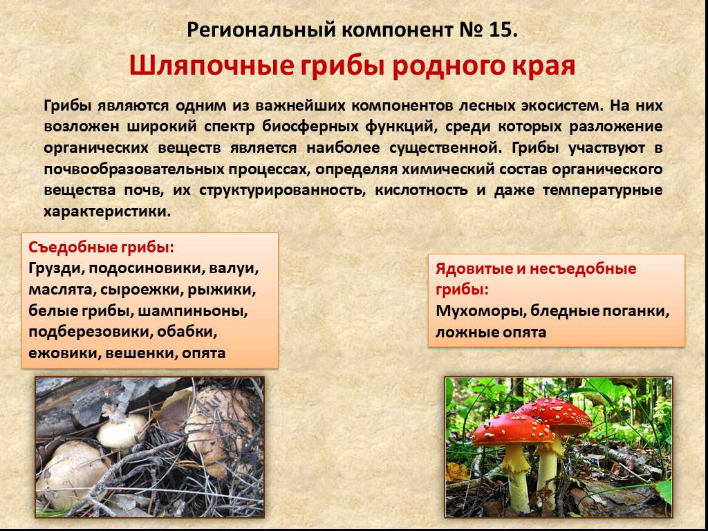 Презентация общая характеристика грибов 7 класс биология