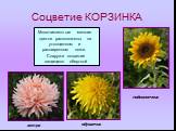 Соцветие КОРЗИНКА. Многочисленные мелкие цветки расположены на утолщенном и расширенном ложе. Снаружи соцветие защищено оберткой. подсолнечник одуванчик астра