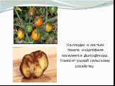 На плодах и листьях томата и картофеля поселяется фитофтора. Наносит ущерб сельскому хозяйству.