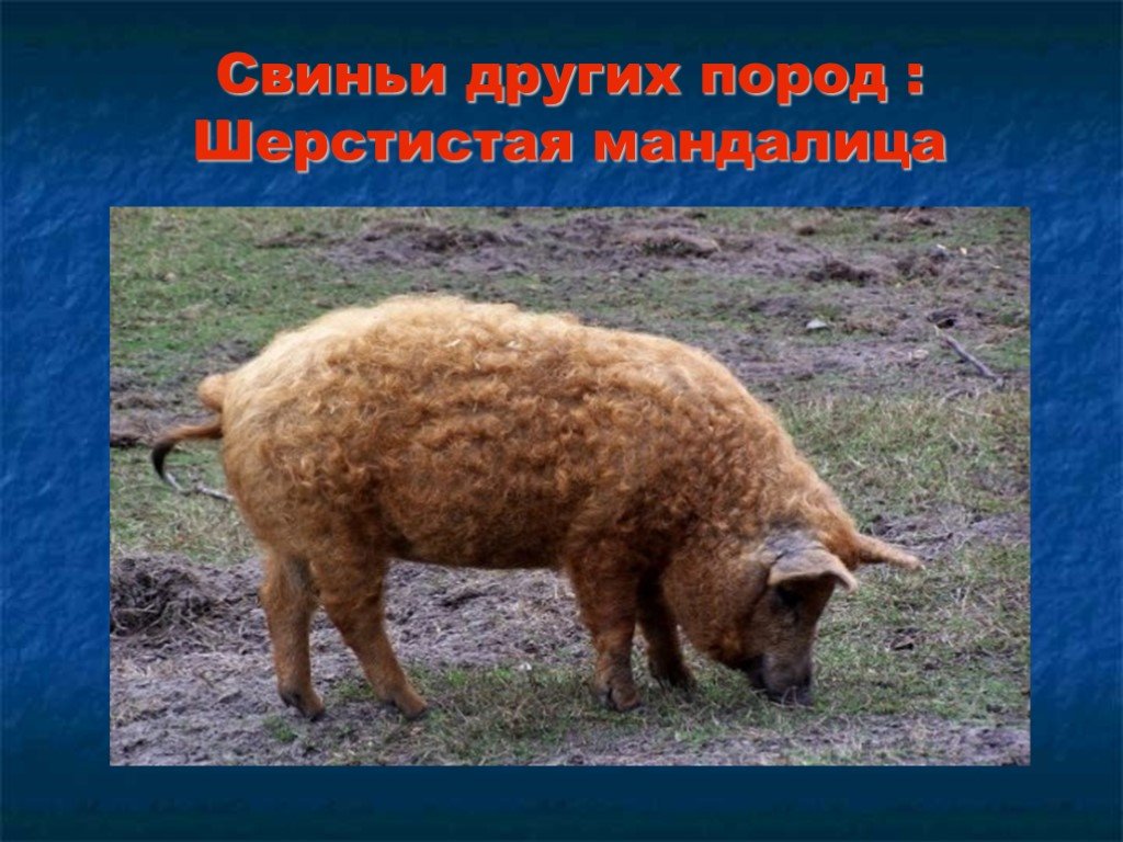 Какие виды свиней. Породы свиней. Породы домашних свиней. Подвиды свиней. Породы домашних свиней с фотографиями и названиями.