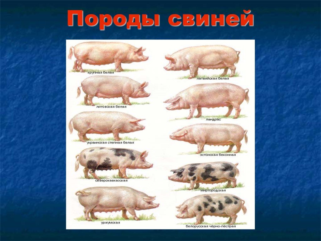 Свинья информация. Породы свиней. Разновидности свиней. Породы домашних животных свиней. Презентация на тему свиноводство.