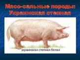 Мясо-сальные породы: Украинская степная