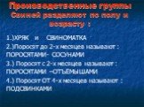 Производственные группы Свиней разделяют по полу и возрасту : 1.)ХРЯК и СВИНОМАТКА 2.)Поросят до 2-х месяцев называют : ПОРОСЯТАМИ- СОСУНАМИ 3.) Поросят с 2-х месяцев называют : ПОРОСЯТАМИ –ОТЪЁМЫШАМИ 4.) Поросят ОТ 4-х месяцев называют : ПОДСВИНКАМИ