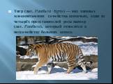 Тигр (лат. Panthera tigris) — вид хищных млекопитающих семейства кошачьих, один из четырёх представителей рода пантер (лат. Panthera), который относится к подсемейству больших кошек.