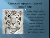 Цветовые вариации окраски Белый тигр. У тигра существует известная мутация, которая приводит к появлению особей с полностью белой окраской — бенгальские тигры с чёрно-коричневыми полосами на белом мехе и голубыми глазами. Такая окраска очень редко встречается среди диких животных, но является относи