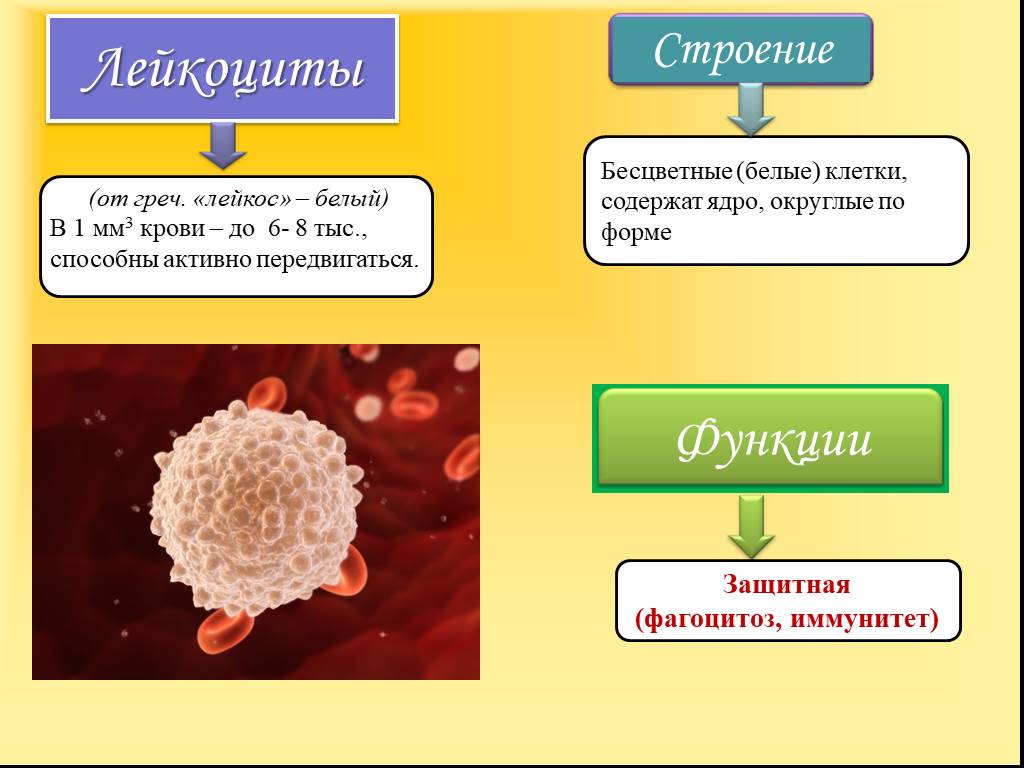 Способны к активному движению. Лейкоциты строение клетки. Лейкоциты форма строение функции. Лейкоциты в крови строение и функции. Строение лейкоцитов человека.