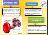 Эритроциты. (от греч. «эритрос» – красный) В 1 мм3 крови – до 4,5 - 5 млн. самые крупные из клеток крови, имеют более высокий удельный вес. Транспортируют кислород и углекислый газ. Содержат гемоглобин. Присоединяя кислород, гемоглобин превращается в оксигемоглобин. Красные, безъядерные клетки, имею