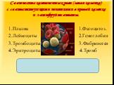 Соотнесите компоненты крови (левая колонка) с соответствующими понятиями в правой колонке и зашифруйте ответы. 1.Плазма 1.Фагоцитоз. 2.Лейкоциты 2.Гемоглобин 3.Тромбоциты 3.Фибриноген 4.Эритроциты 4.Тромб. 1 – 3; 2 – 1; 3 – 4; 4 – 2.