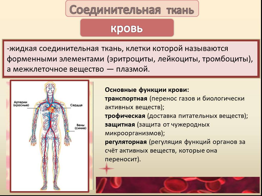 Какие органы входят в соединительную ткань. Жидкая соединительная ткань строение и функции. Жидкая соединительная ткань строение. Особенности строения соединительной ткани кровь человека. Соединительная ткань кровь особенности строения.