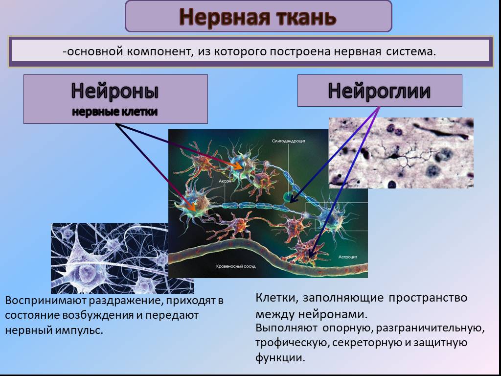 Основная клетка нервной системы. Нервная ткань Нейрон клетки нейроглии. Нервная ткань строение клетки нейроглии. Клетки нейроглии гистология. Нервная ткань строение и функции нейрона и нейроглии.