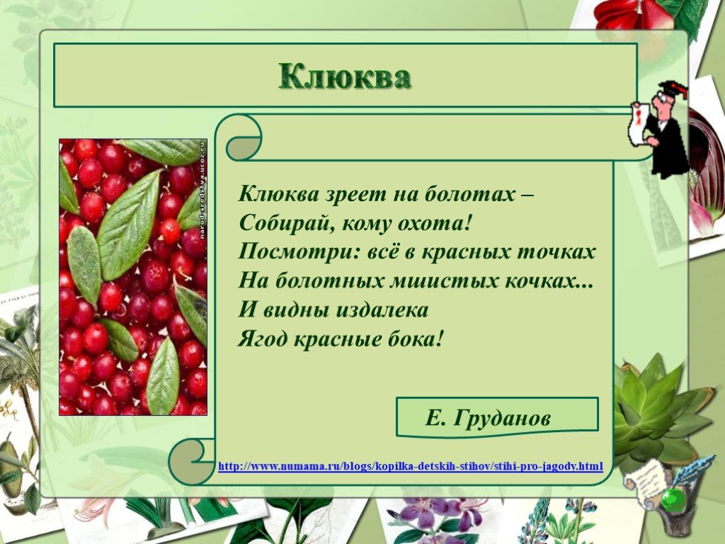 Клюква фразы. Стихи про клюкву. Загадка про клюкву. Клюква презентация. Презентация на тему ягода клюква.