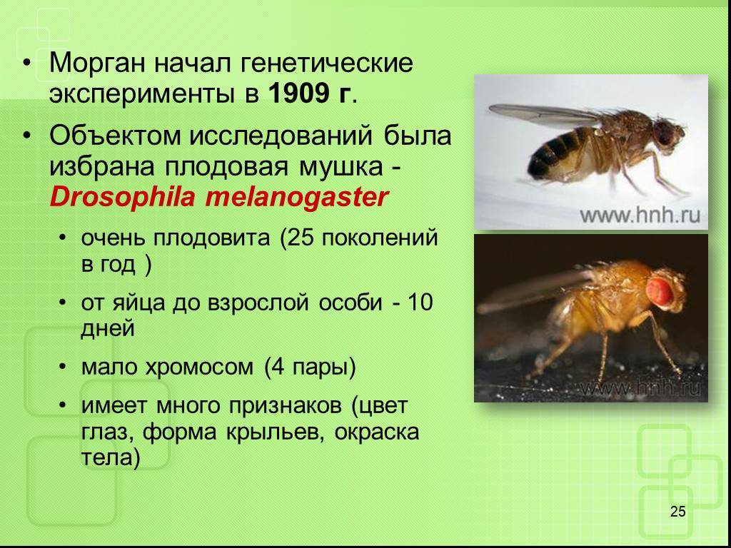 Дрозофила как объект генетических исследований презентация