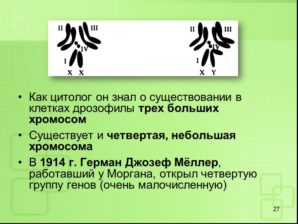 В соматической клетке дрозофилы 8 хромосом. Гены сцепленные с полом у дрозофилы. Дрозофила пол генетика. Самцы дрозофилы имеют набор хромосом. Генетику с дрозофилой.