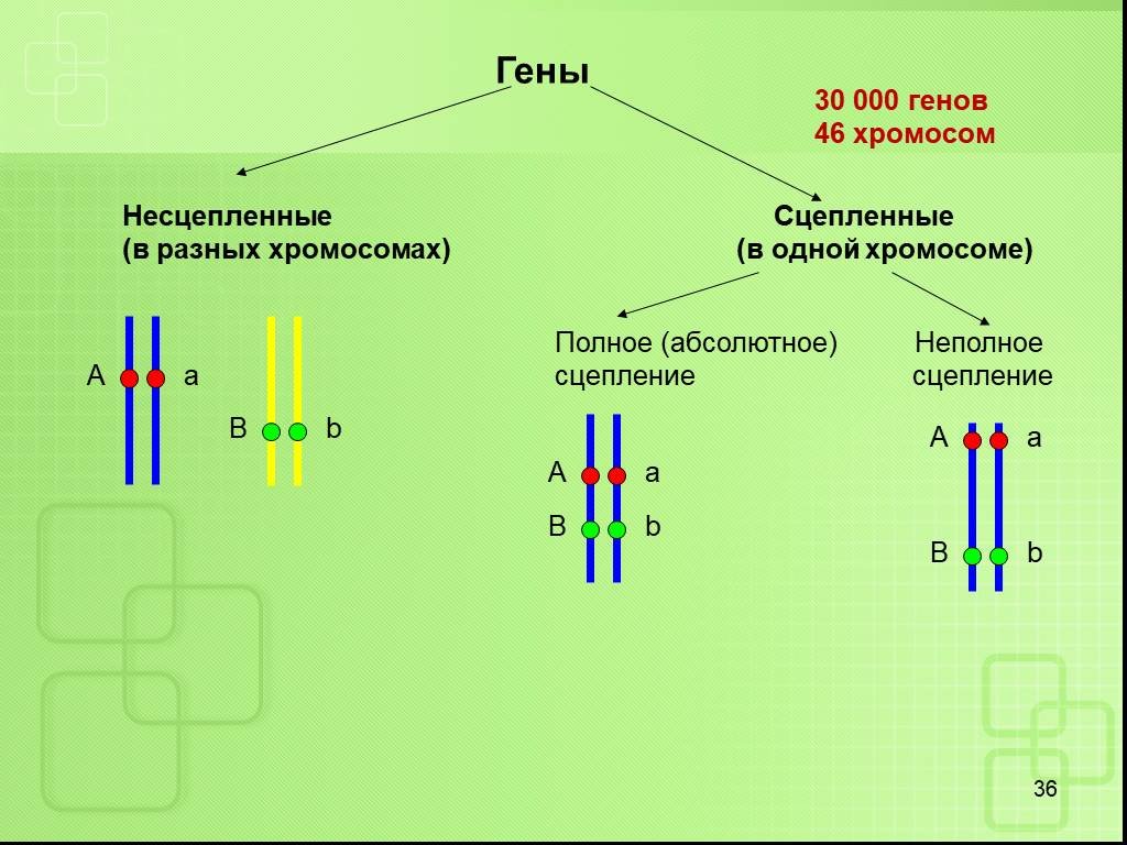 Полное и неполное сцепление генов презентация