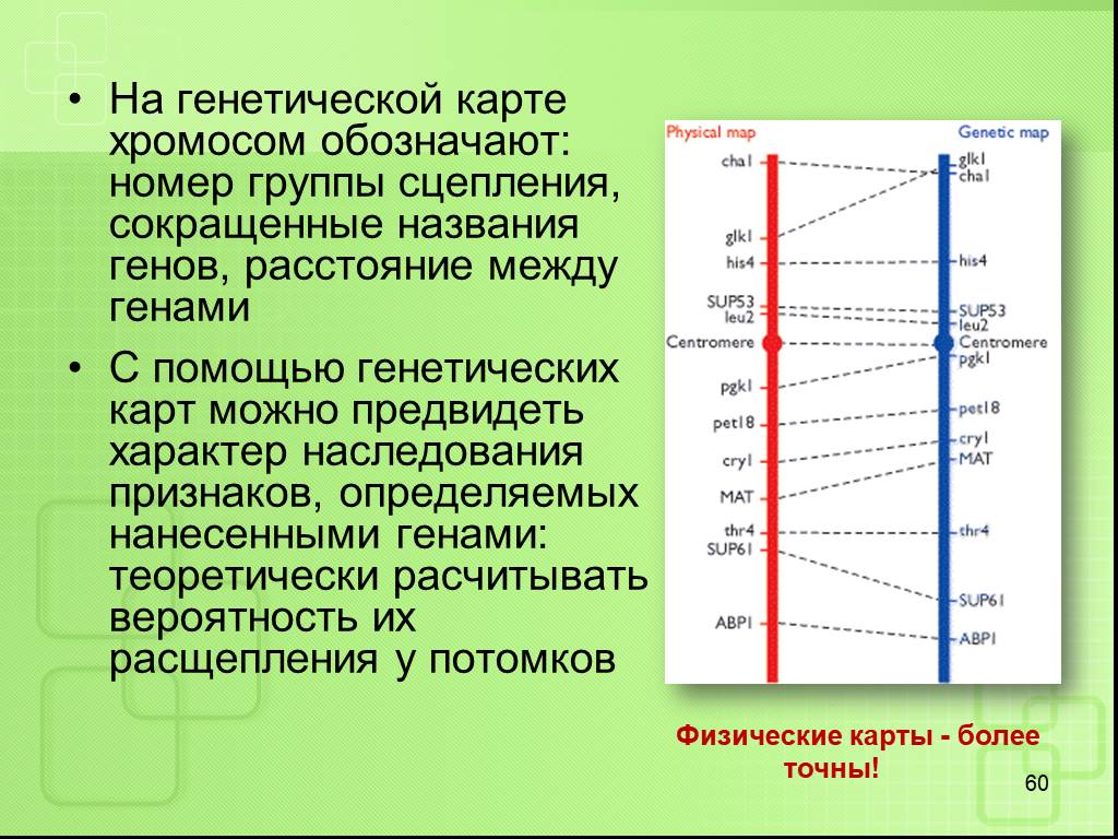 Генная карта человека