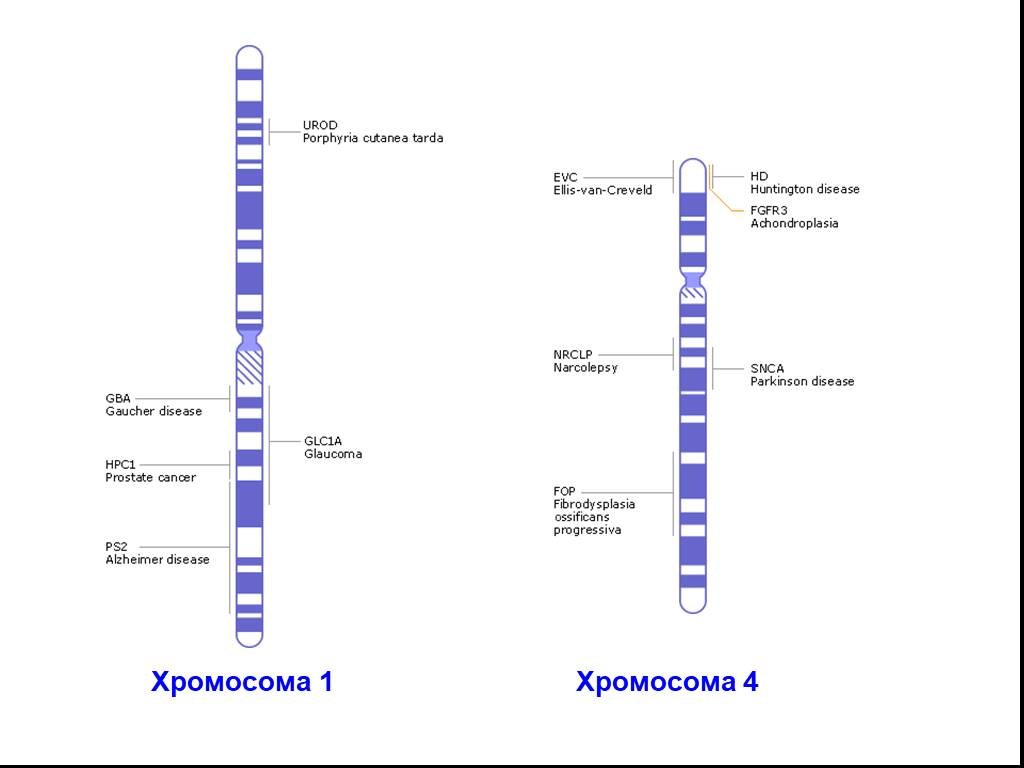 Четыре хромосомы. Хромосома 1p36.22. 4q хромосома. Мутация Гена GBA на 1 паре хромосомы, Локус q21. Первая хромосома.