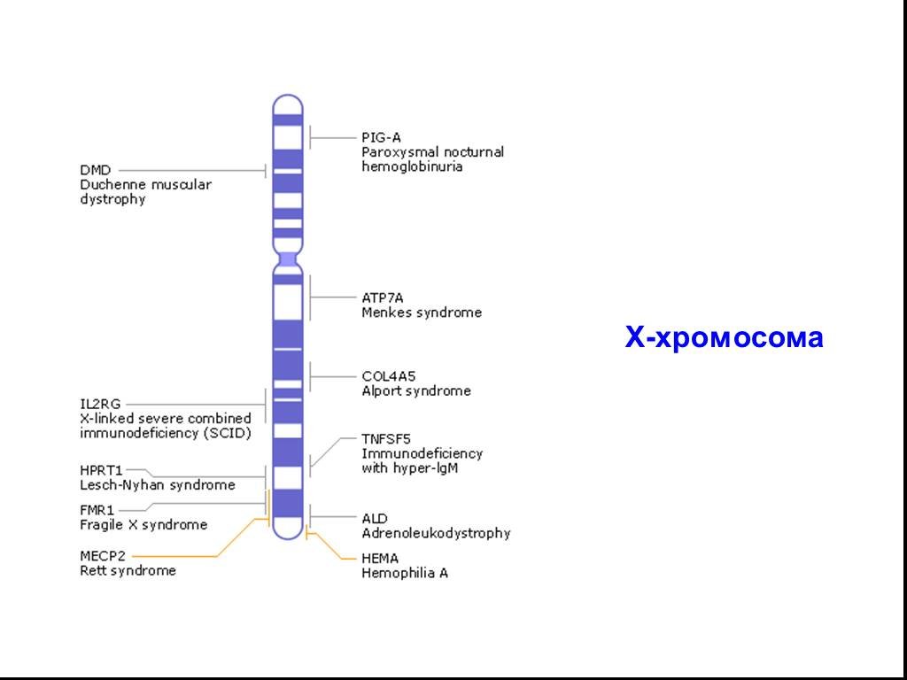 Место гена в хромосоме. Карта х хромосомы. Карта х хромосомы человека. Ген fmr1 в x-хромосоме.