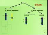 А a B b Гены. Несцепленные Сцепленные (в разных хромосомах) (в одной хромосоме). Полное (абсолютное) Неполное сцепление сцепление. 30 000 генов 46 хромосом