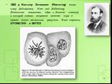 1882 р. Вальтер Флемминг (Flemming) издал книгу Zellsubstanz, Kern und Zelltheilung (Клеточное вещество, ядро и деление клетки), в которой описал непрямое деление ядра и привел много детальных рисунков. Ввел термины ХРОМАТИН и МИТОЗ