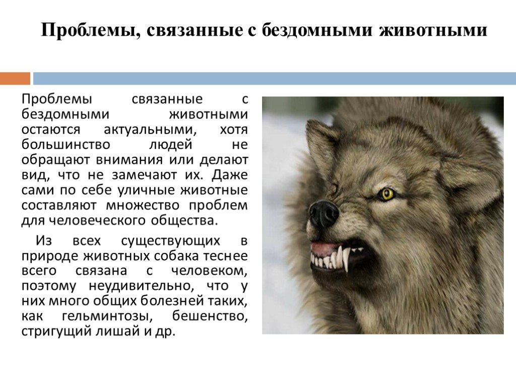 Проблемы животных в россии