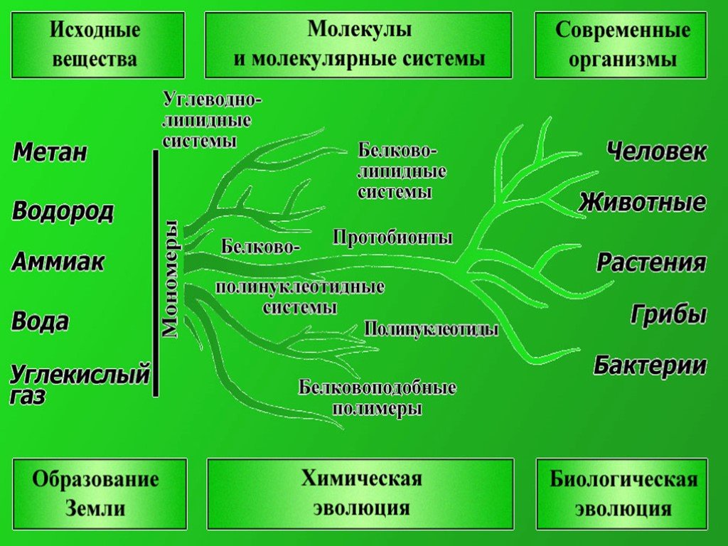 Основные этапы эволюции жизни на земле проект