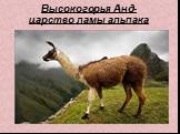 Высокогорья Анд- царство ламы альпака