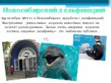 Новосибирский дельфинарий. 24 октября 2011г. в Новосибирске заработал дельфинарий. Выступления уникальных морских животных никого не оставят равнодушным. Белые киты, северные морские котики, озорные дельфины,– это любимцы публики .