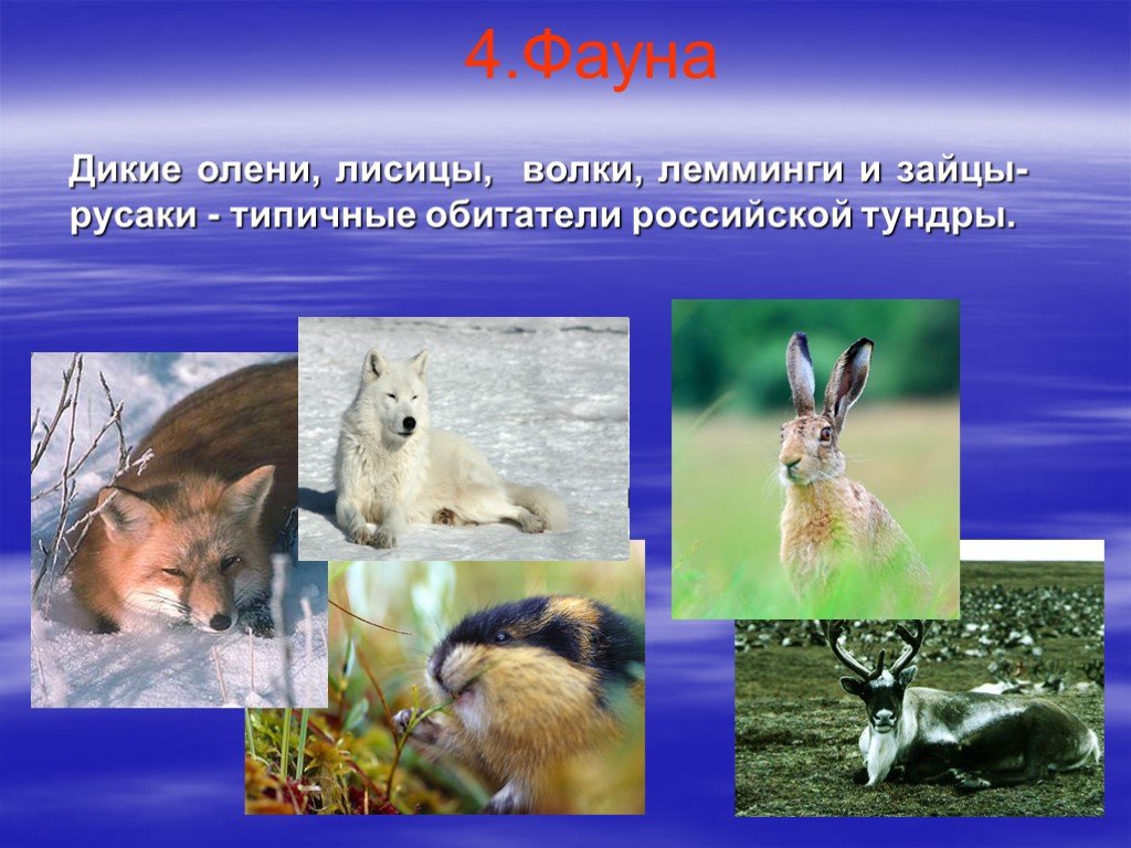 В какой природной зоне не встречается лисица. Зона тундры животный мир. Природная зона России тундра презентация. Фауна тундры 8 класс. Тундра лесотундра лемминг.