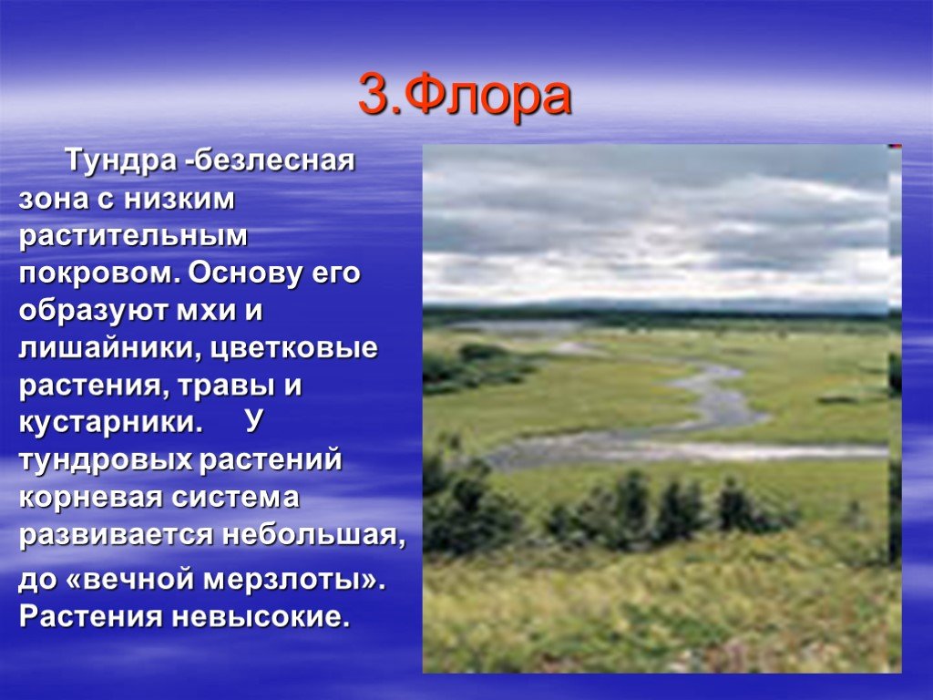 Характеристика тундры в россии. Природные зоны тундра степь. Безлесная природная зона. Тундра Безлесная зона.