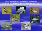 Птицы: лапландский подорожник, белокрылая ржанка, краснозобый конёк, зуёк, пуночка, полярная сова и белая куропатка.