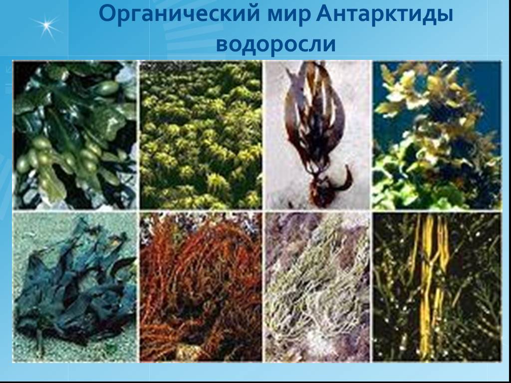 Фукус группа. Фукус водоросль биология. Виды бурых водорослей ламинария. Представители водорослей фукус. Зеленые водоросли ￼ ламинария, фукус, саргассум.