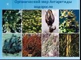 Органический мир Антарктиды водоросли