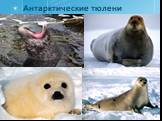 Антарктические тюлени