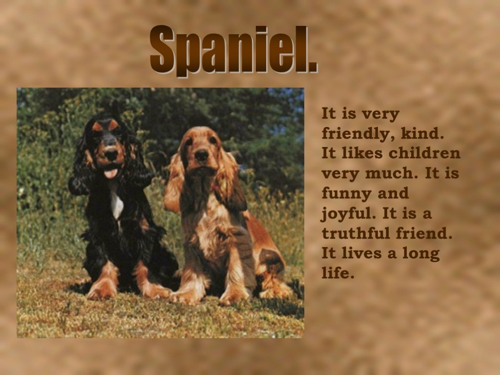 Френдли перевод. Friendly kind. Oscar is very friendly Dog. It is.....