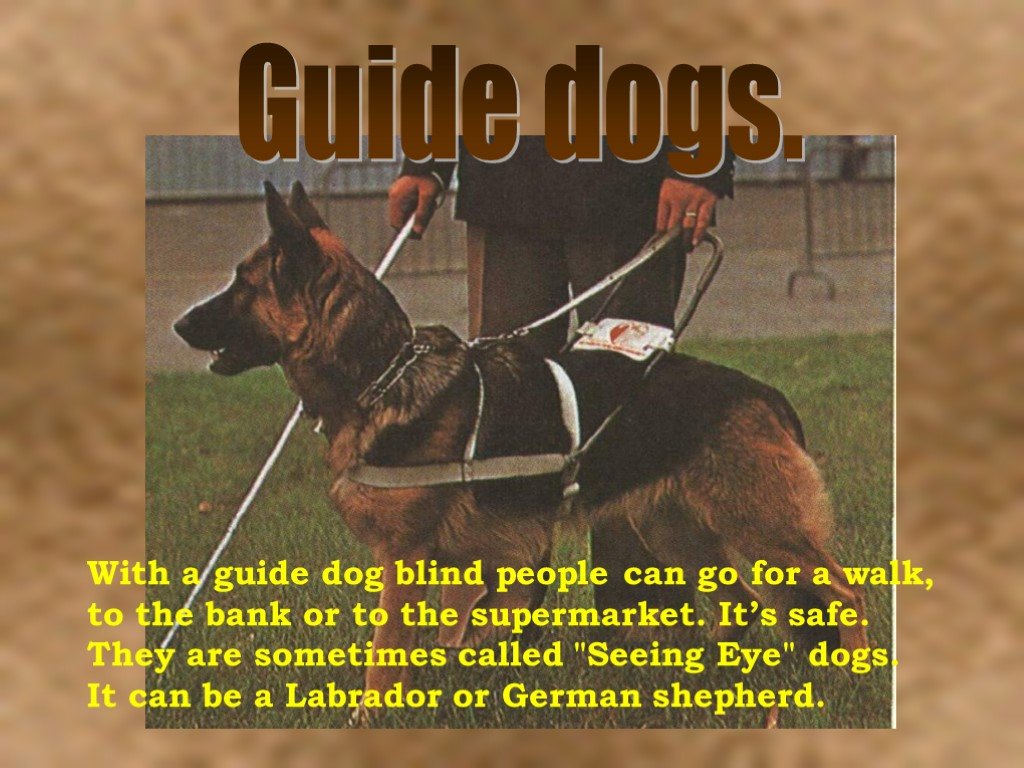 Слайд дог презентация. Stud Dog презентация. Guide Dogs for the Blind. A Guide Dog walk. Mike has a small dog перевод