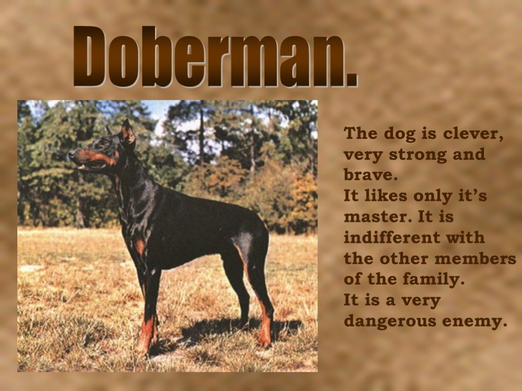 Собака на английском написать. Проект по английскому языку про собаку. Английские собаки. Презентация на тему Доберман. Доберман на английском языке.