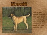 Mastiff. It is a real friend. Mastiff is a very brave dog. The dog is very strong and calm. But it likes to have it’s own deal in life.