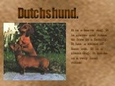 Dutchshund. It is a brave dog. It is clever and likes to live in a family. It has a sense of hum our. It is a clean dog. It bucks in a very loud voice.