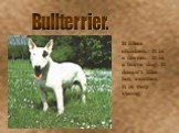 Bullterrier. It likes children. It is a clever. It is a brave dog. It doesn’t like hot weather. It is very strong.