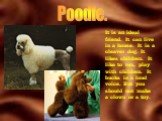Poodle. It is an ideal friend. It can live in a house. It is a cleaver dog. It likes children. It like to run, play with children. It bucks in a loud voice. But you should not make a clown or a toy.