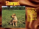Sharpei. It is a very clever dog. It likes people and especially children. It is an ideal guard dog. But it is susceptible to illness.