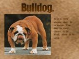 Bulldog. It is a very strong dog. It is calm. The dog is very clean. It Is kind, thou it is ugly.
