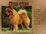 Chau-chau. It is very beautiful dog. It is very clean. Is doesn’t smell. It has it’s own character.